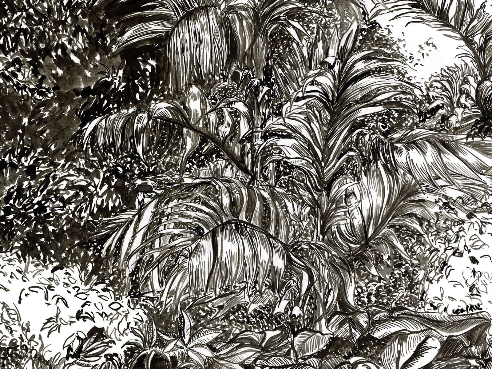 Black-and-white sketch of a fern in a jungle.